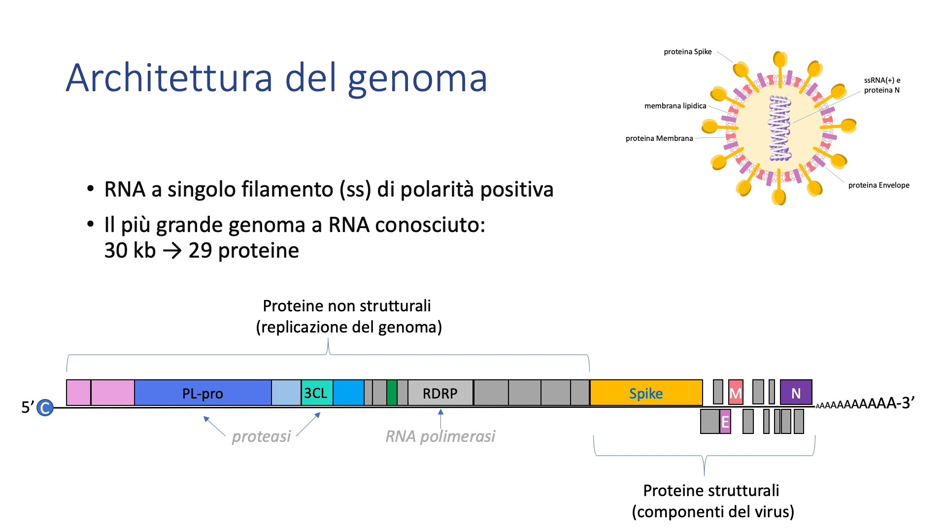 Come è Fatto E Come Si Moltiplica Il Virus | Scienza | Rai Cultura